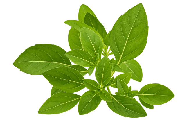 Actiponin® Gynostemma